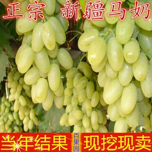 白玉葡萄树苖树苗马奶提子无核南北方种植葡萄苗果树果苗当年结果