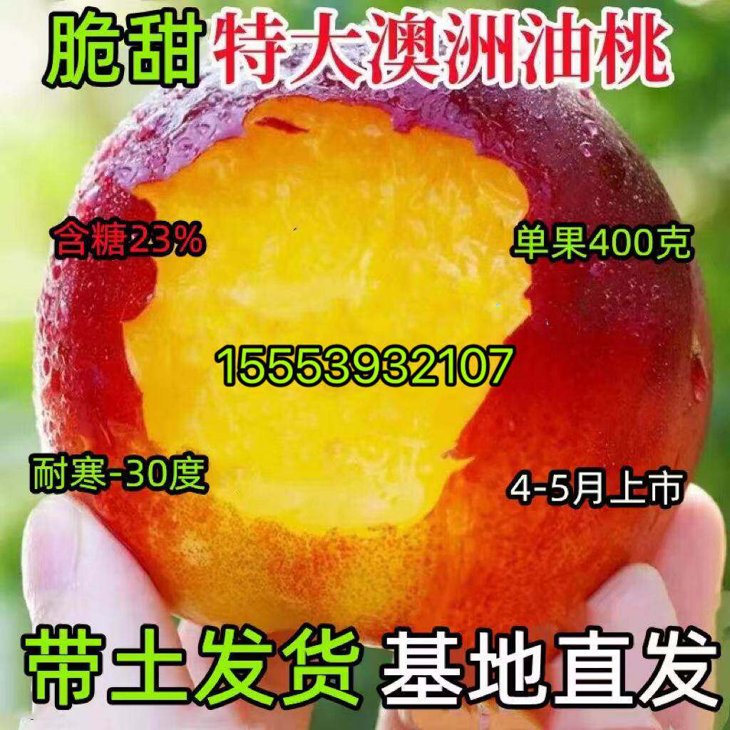 早熟油桃树苗 嫁接新品种脆甜特大澳洲油桃 大果离核桃树当年结果