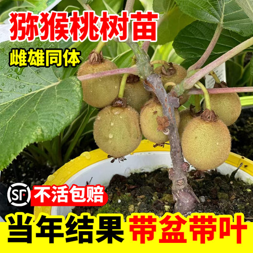 嫁接猕猴桃苗地栽当年结果