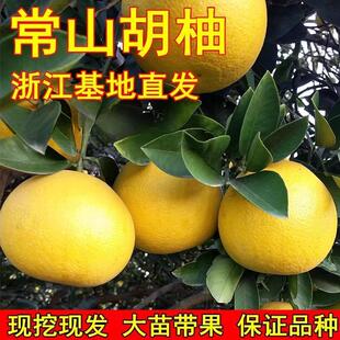 常山胡柚树苗胡柚苗嫁接柚子树苗蜜柚苗柚子苗南北方种植当年结果