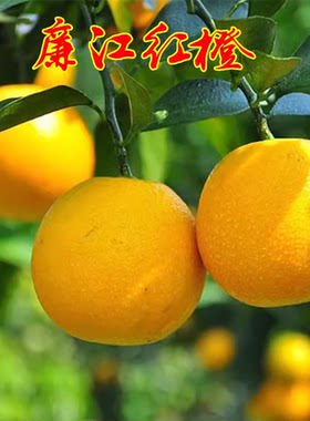 廉江红橙树苗嫁接苗 红心橙子脐橙苗 红江橙子树苗当年结果树