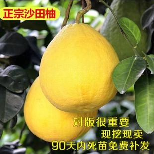 柚子树苗沙田柚苗三红蜜柚苗红肉蜜柚苗心蜜柚苗树苗柚子苗橘子苗