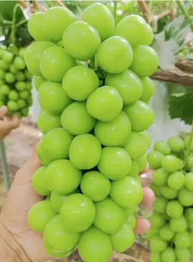 阳光玫瑰葡萄树苗佰味说