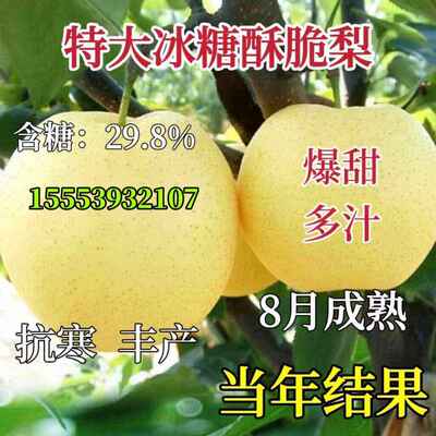 嫁接梨树果苗特大冰糖酥脆