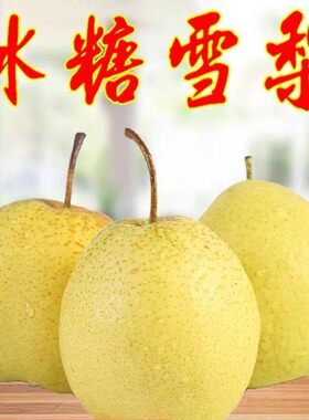 黄金冰糖雪梨苗种植果白酥树