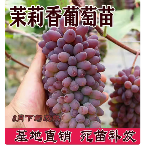 茉莉香葡萄苗着色当年结