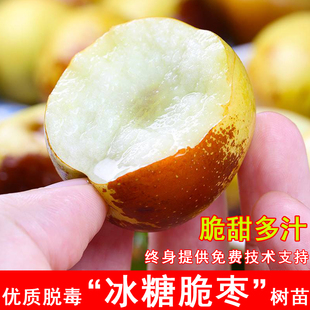 冰糖冬枣树苗新品种脆甜枣树活苗耐寒北方南方种植当年结果果树苗