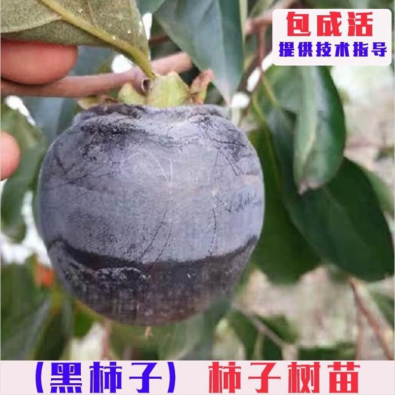 嫁接黑柿子树苗特大脆甜南方