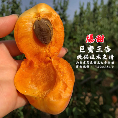 杏树苗果巨蜜王嫁接特大离核