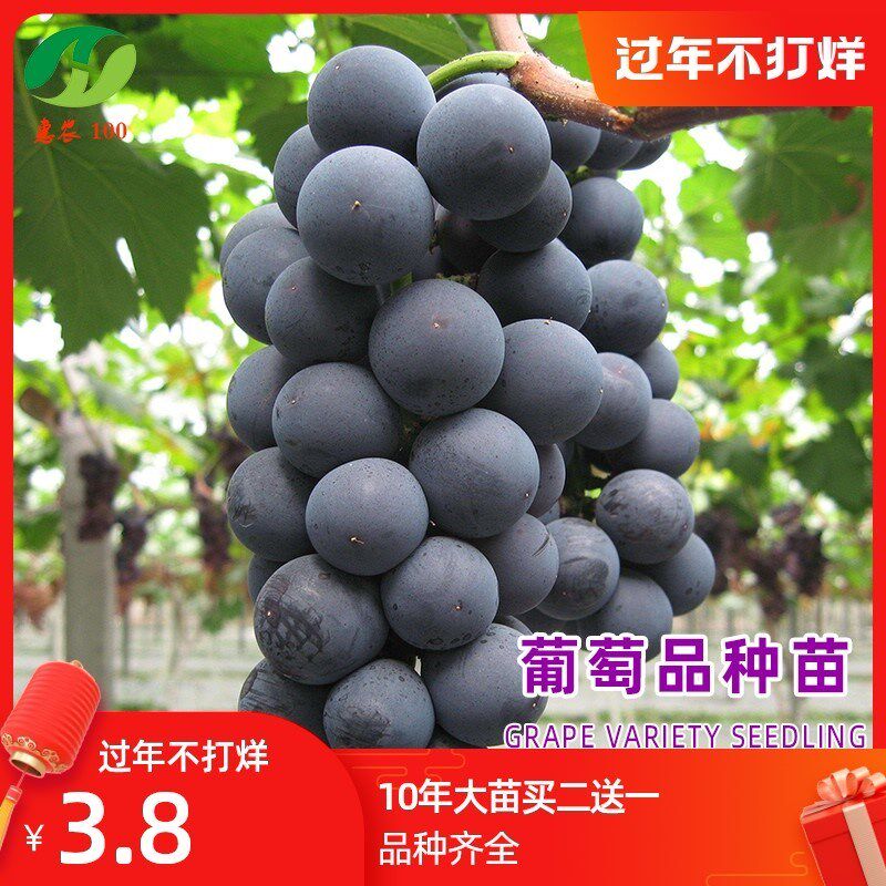 巨峰葡萄树苖葡萄苗特大大苗爬藤葡萄树苗南方种植果树果苗果树苗