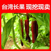 桑葚树苗盆栽果桑苗台湾四季 超长果当年结果南北方种植果桑苗嫁接