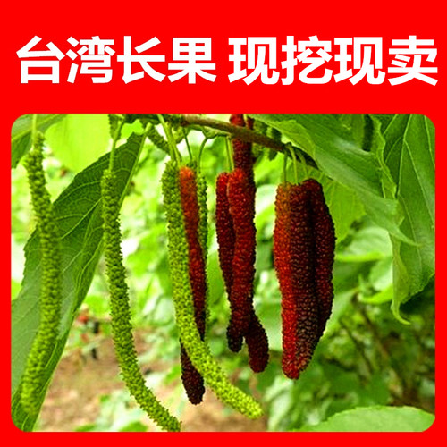 桑葚树苗盆栽果台湾四季超长