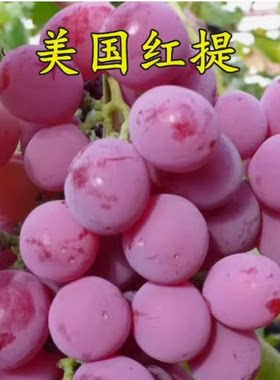 红提新品种特大粒无核红提苗 单粒36克 九月成熟美国大红提葡萄苗