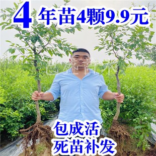 枣树苗包成活沾化冬枣苗特大盆地栽嫁接果树苗南北方种植当年结果