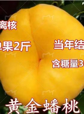 嫁接黄金蟠桃树苗特大桃树树苗南北方种植盆栽地栽果树苗当年结果