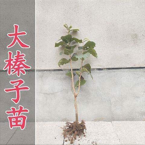 美国大榛子树苗 山板栗苗 榛子苗树 地栽盆栽 南北方种植当年结果