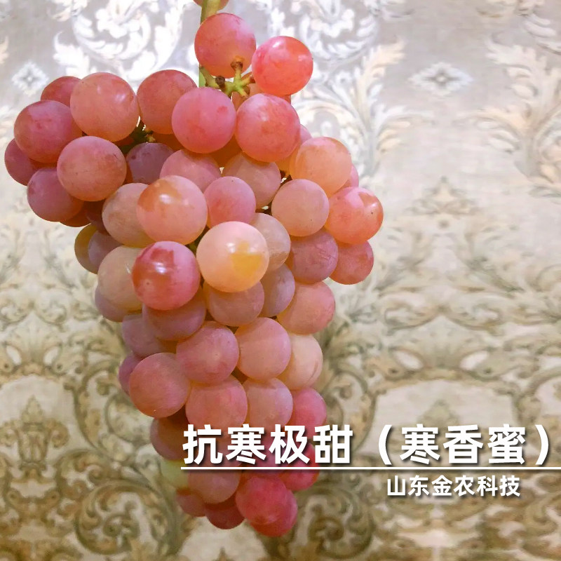 嫁接寒香蜜葡萄树苖无籽高甜超耐寒葡萄苗北南方种植当年结果树苗