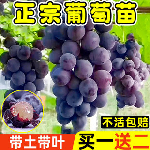 精品巨峰葡萄营养杯苗夏黑阳光玫瑰南北方种植地栽耐寒爬藤树果苗