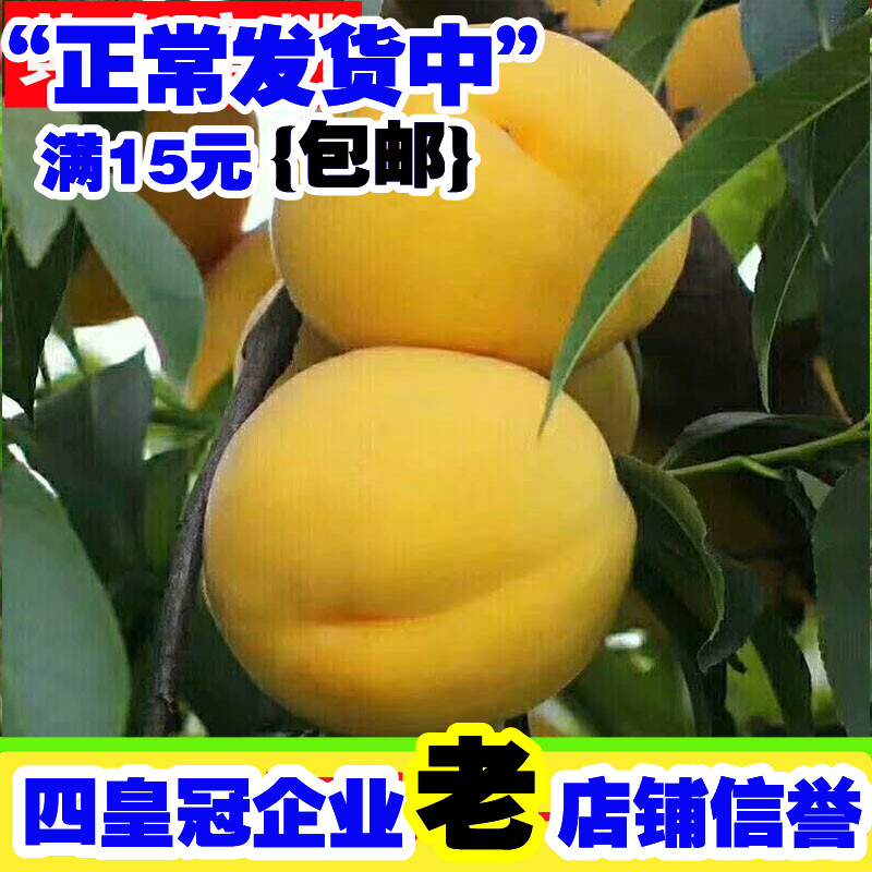 早熟桃树嫁接苗 黄金脆蜜桃苗1号2号3号4号桃子树晚熟中秋黄桃苗