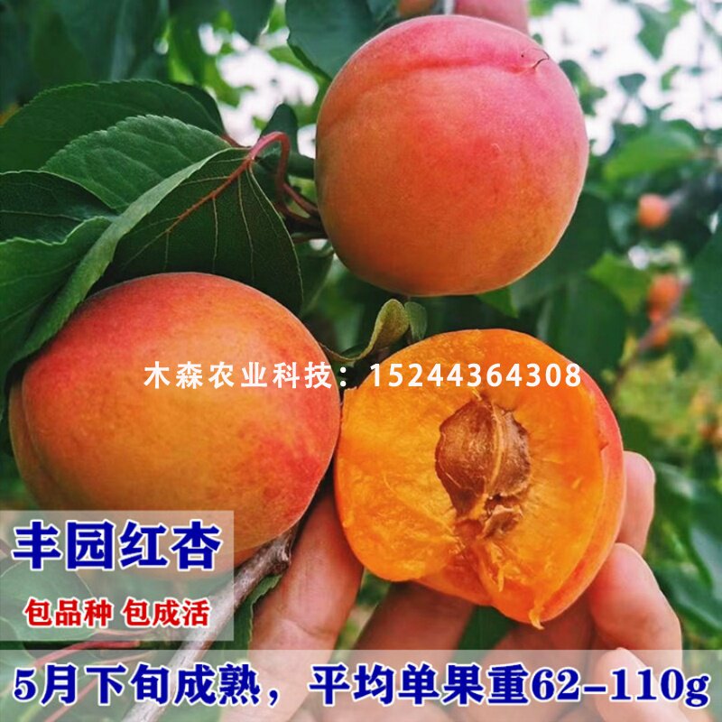 丰园77杏树苗嫁接杏子南方北方种植丰园红杏果苗盆栽地栽当年结果