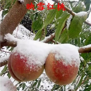 嫁接映霜红桃树苗10月成熟特晚熟脆甜冬桃苗庭院南北方种植果树苗