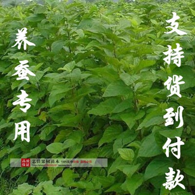 果桑苗树莓葚地栽盆养蚕四季