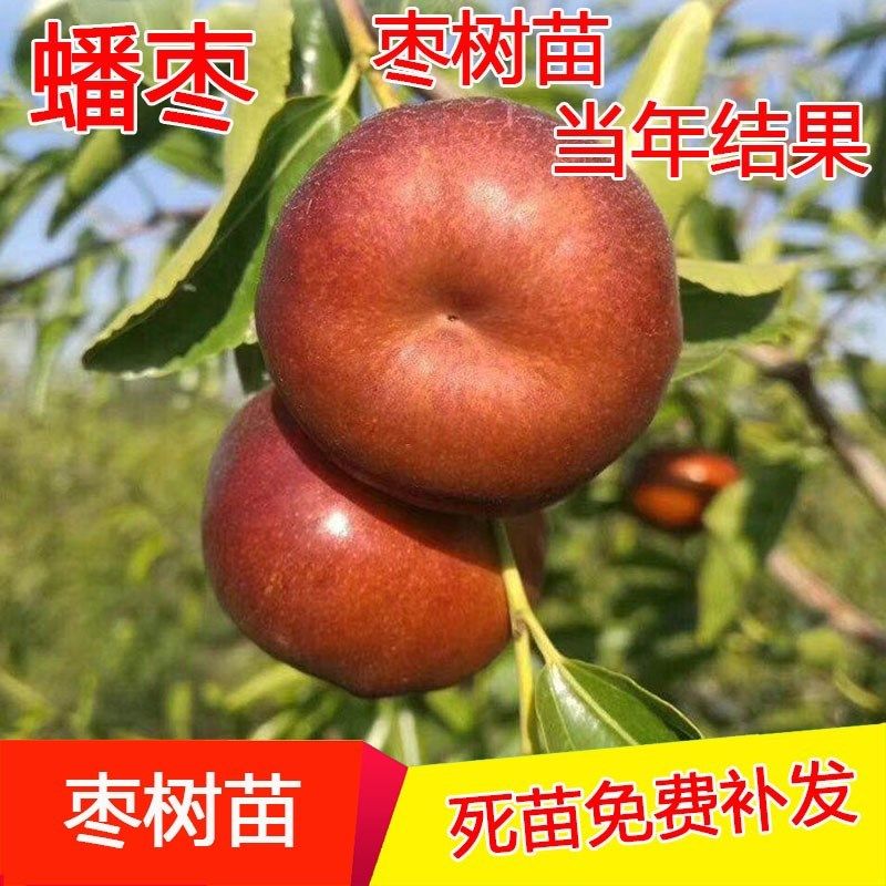 枣树苗蟠枣沾化冬枣特大盆栽地栽嫁接果树苗南方北方种植当年结果_虎窝淘