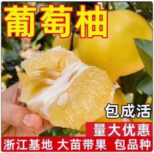 台湾甜葡萄柚苗黄心西柚苗 嫁接鸡尾葡萄柚子苗 黄金葡萄柚子树苗