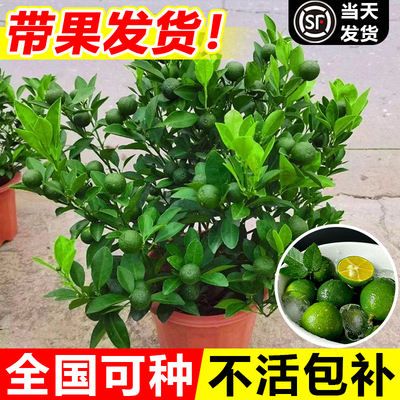 海南小青柠树苗带果香水檬