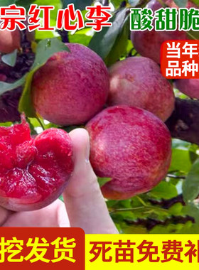 李子树苗三华北方南种植早熟