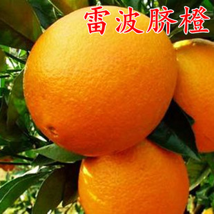 四川脐橙树苗 雷波脐橙 橙子苗嫁接甜橙苗当年结果脐橙苗果冻橙