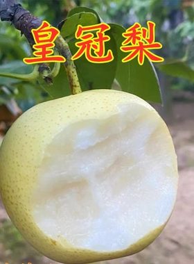 皇冠梨树苗酥脆果香水晶雪嫁