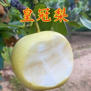 皇冠梨树苗 酥脆梨果树苗香梨水晶雪梨嫁接梨苗落叶 南方北方种植