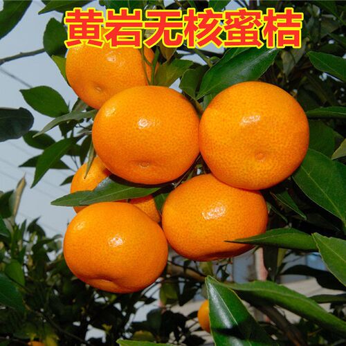 黄岩无核蜜桔苗嫁接子树甜橘