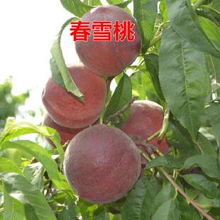 桃树苗 春雪桃嫁接桃苗 早熟甜桃盆栽地栽南方北方种植果树苗