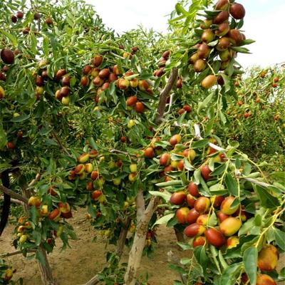 枣树苗北方南大超甜特庭院嫁