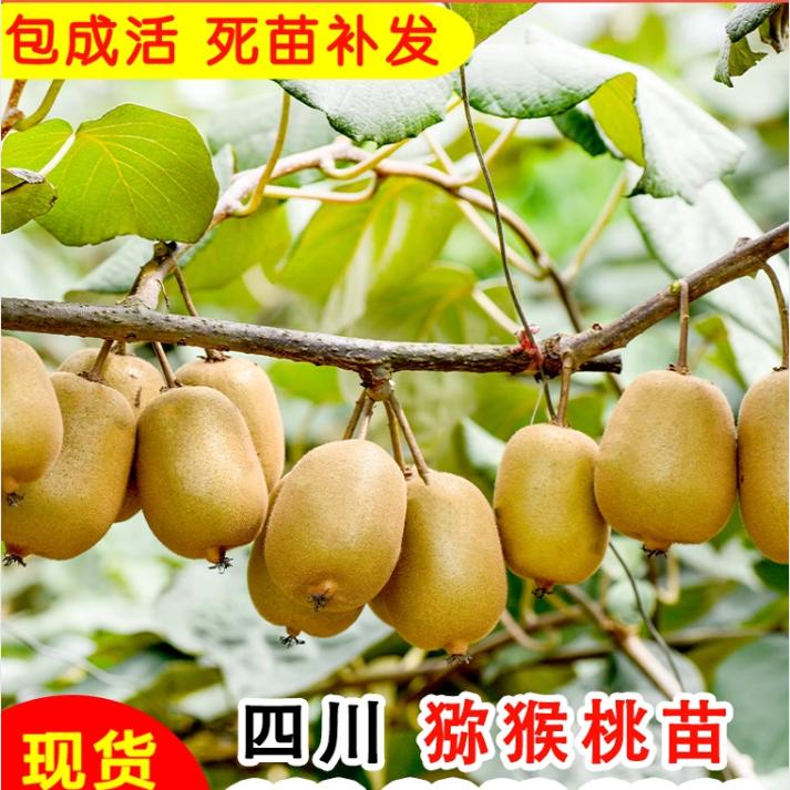 四川红心猕猴桃苗水果树南