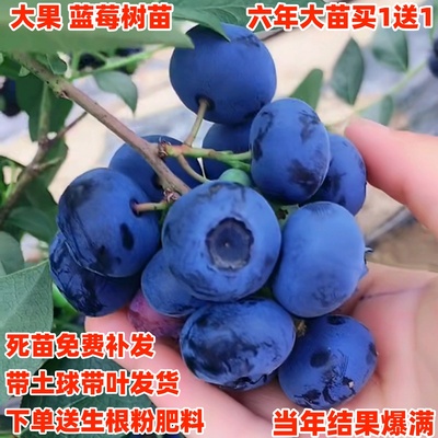 蓝莓树果苗带花盆栽地庭院南