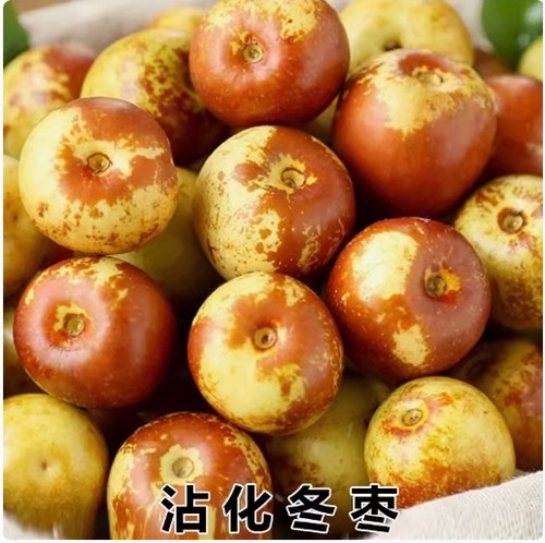 冬枣苗树沾化嫁接二代脆甜大