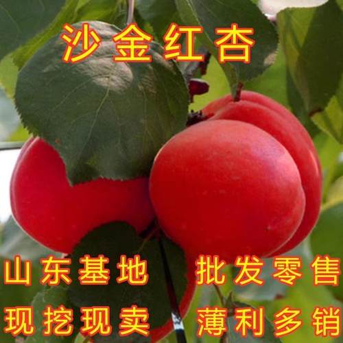 沙金红杏树苗品种早熟特大甜