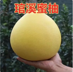 平和琯溪蜜柚子苗 红心红肉蜜柚树苗嫁接苗 当年结果红心柚子果树