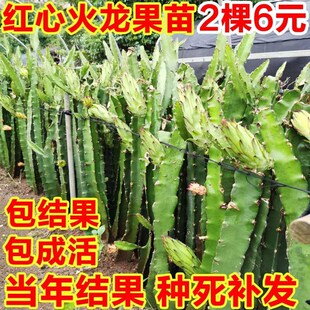 红心白肉火龙果苗树盆栽试种当年结果嫁接用红黄燕窝南北四季可植