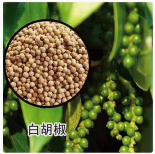白胡椒树苗 黑胡椒苗 胡椒地栽苗盆栽都可以当年结果南北方种植