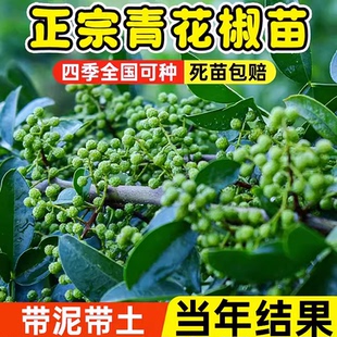 四川青花椒苗树盆栽当年结果食用成都特麻花椒麻香味重地栽果树苗