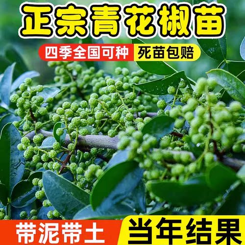 四川青花椒苗树盆栽当年结果