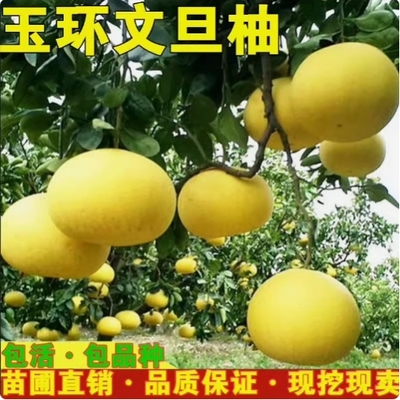 玉环文旦柚树苗嫁接子蜜南北