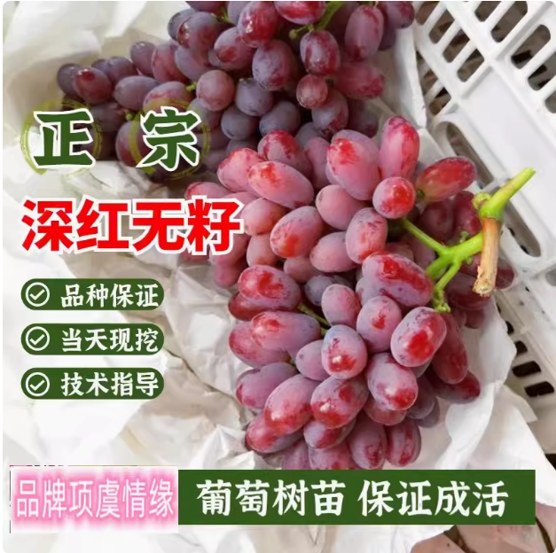 嫁接深红无籽葡萄树苗特大澳洲美人指无核红提葡萄果树苗庭院盆栽