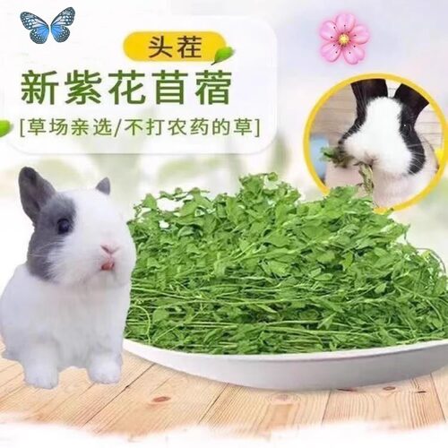 龙猫草荷兰猪草牧草兔粮苜宿草