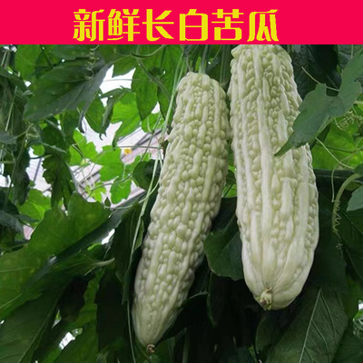 御钦苑新鲜白苦瓜现摘现发