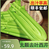 新鲜去叶榨汁西芹当季 顺丰京东 果蔬现摘现发榨汁专属大棵沙拉